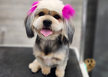 Fresno Pet Grooming 100% Fancy Grooms