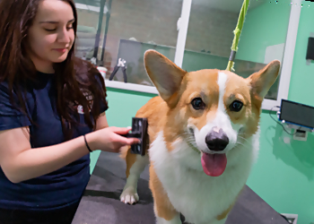 Escondido Pet Grooming 24 Hour Dog Daycare
