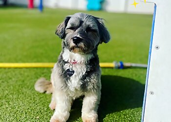 McKinney Pet Grooming 2nd Family Dogs