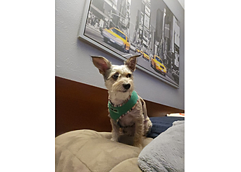 Grand Prairie Veterinary Clinics 303 Animal Clinic