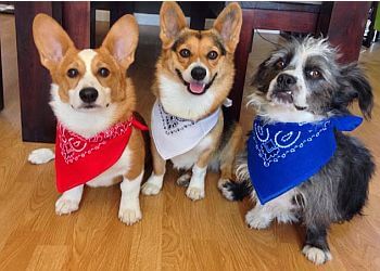 McKinney Veterinary Clinics 380 West Animal Hospital