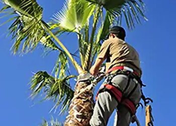 Henderson Tree Services 3 Brothers Tree Service