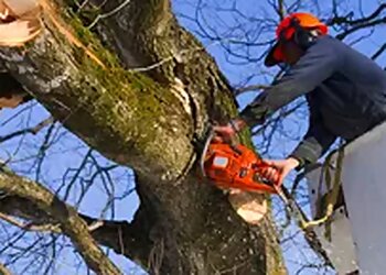 Henderson Tree Services 3 Brothers Tree Service