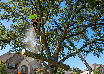 3D Tree Services, Inc. - Orange, CA Tree Services - Team Working Image