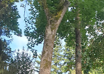 Vancouver Tree Services 4 A's Tree Services