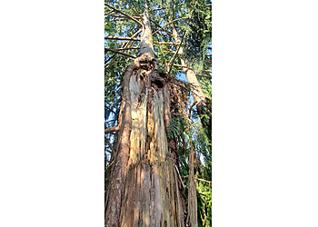 Vancouver Tree Services 4 A's Tree Services