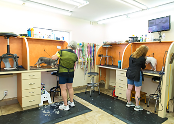 Mesa Pet Grooming 4 Paws Pet Resort