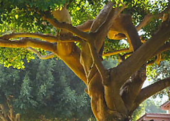 Jackson Tree Services A-1 Discount Tree & Lawn Service LLC.