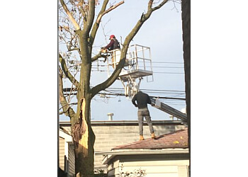 A-1 TREE SERVICE LLC Chicago Tree Services