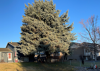 Spokane Tree Services A1 Tree Service & Stump Removal