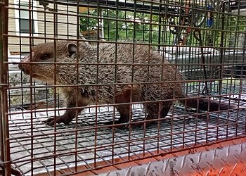 Charlotte Animal Removal A-1 Wildlife Control