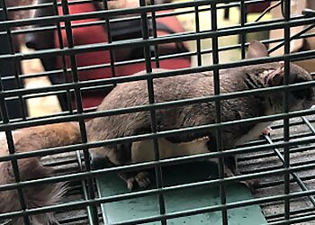 Charlotte Animal Removal A-1 Wildlife Control