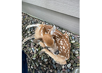 Milwaukee Animal Removal AAAC Wildlife Removal of Milwaukee