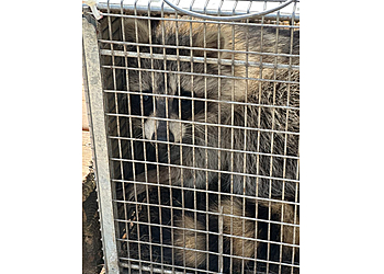 Milwaukee Animal Removal AAAC Wildlife Removal of Milwaukee