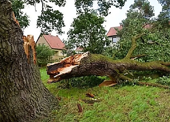 AAA Emergency Tree Service - Denver, CO Tree Services - Service Image