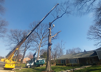 Alexandria Tree Services AAA Tree Service