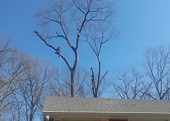 Alexandria Tree Services AAA Tree Service
