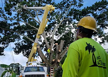 St Petersburg Tree Services ABC 1-2-Tree Inc.