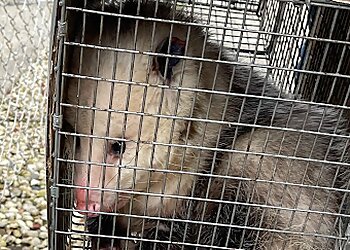 Chicago Animal Removal ABC Humane Wildlife Control and Prevention Inc.