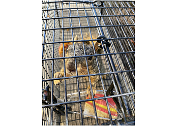 Portland Animal Removal ABL Wildlife