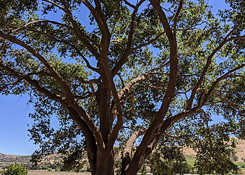 Salinas Tree Services A B Tree Service