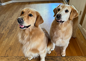 Modesto Pet Grooming A Bath N Biscuit Grooming & Pet Spa