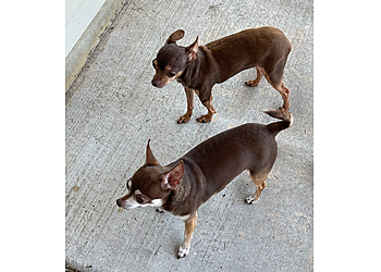 Wichita Dog Walkers A Bone Sweet Bone