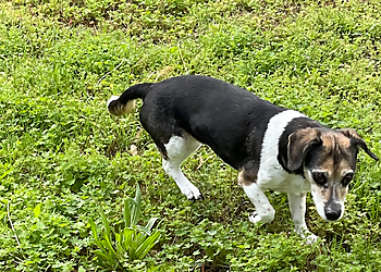 Wichita Dog Walkers A Bone Sweet Bone