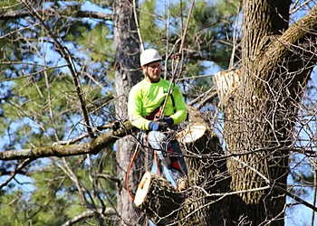 Birmingham Tree Services ACE Tree Service