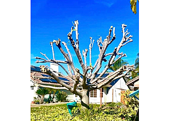 ACE Tree Trimming Service - Moreno Valley, CA Tree Services - Maintenance Service Image