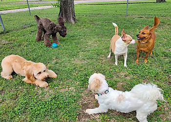 A Dog's Best Friend - Pearland, TX Pet Grooming - Service Highlights