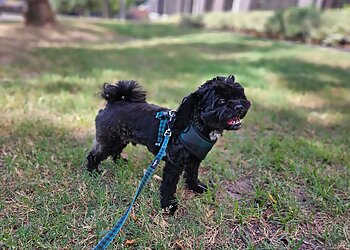 Houston Dog Walkers A Dog’s Life HTX