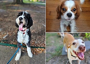 Houston Dog Walkers A Dog’s Life HTX