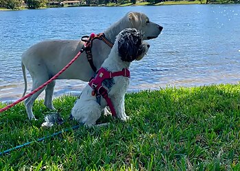 Hialeah Dog Walkers A Dog's Walk