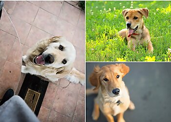 Hialeah Dog Walkers A Dog's Walk