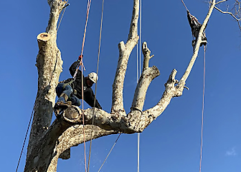 Overland Park Tree Services A&E Tree