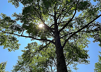 Overland Park Tree Services A&E Tree