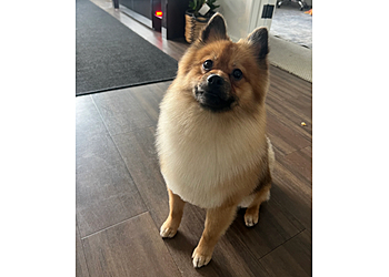 West Valley City Pet Grooming A Fur Affair Pet Salon