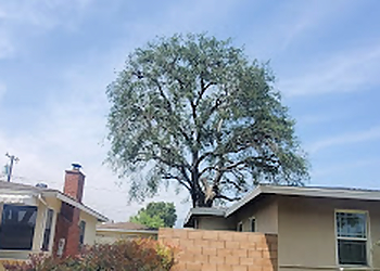 Pomona Tree Services A & J Tree Service