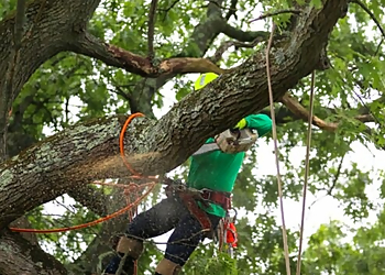 Pomona Tree Services A & J Tree Service