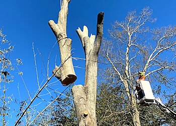 New Orleans Tree Services A Perfect Cut Tree Service