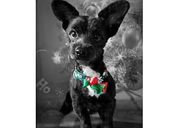 Oxnard Pet Grooming A Pet Affaire