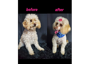 Oxnard Pet Grooming A Pet Affaire