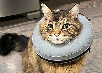 Kent Veterinary Clinics A Pet Clinic of Kent