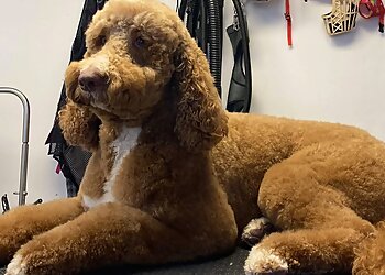 Augusta Pet Grooming A Pet's Life