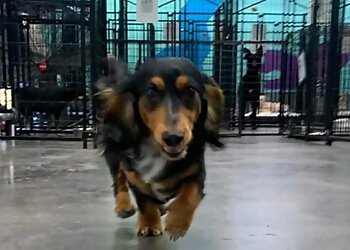 Augusta Pet Grooming A Pet's Life