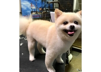3 Best Pet Grooming in Cape Coral, FL - Expert Recommendations
