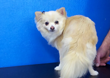 A Puppy Love Pet Grooming - Durham, NC Pet Grooming - Project Image