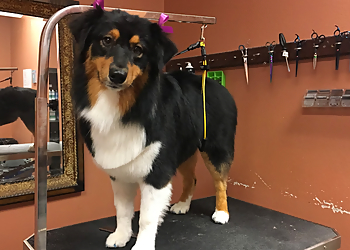 A Purr-Fect Dog Grooming &amp; Day Care
