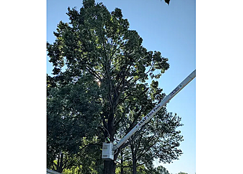 ASAP Tree Pros, Inc. - Rockford, IL Tree Services - Service Image
